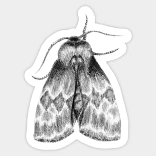 Moth Insect Pencil Drawing Sticker